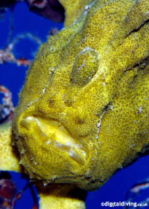 Painted Frogfish In Mabul by David Henshaw 